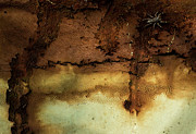 Spider on Rust Photograph by Denise Harty
