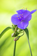 Spiderwort Wildflower Photograph by Ron Pate