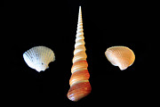 Spiral Shell on Black Background Photograph by Angela Murdock