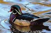 Splash of Colour Photograph by Randy Hall