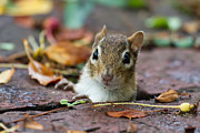 Spotted Photograph by Dawna Moore Photography