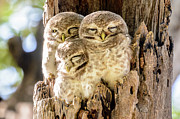 Spotted Owlets Photograph by Werner Padarin Spotted Owlets Photograph by Werner Padarin