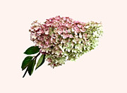 Sprig of Hydrangea Photograph by Susan Savad Sprig of Hydrangea Photograph by Susan Savad