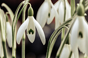 Spring Photograph by Andreas Levi