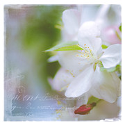 Spring Cherry Blossoms Photograph by Julie Palencia