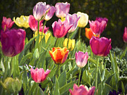 Spring Colors Photograph by Penny Lisowski