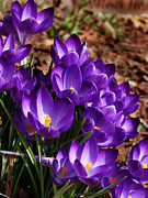 Spring Crocus Photograph by David T Wilkinson