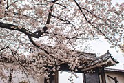 Spring cult Photograph by HELGE Art Gallery