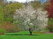 Spring Fever Photograph by Juergen Roth
