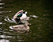 Spring Fling Mallards Print Photograph by Gwen Gibson