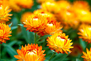 Spring Flowers In The Afternoon Photograph by Az Jackson Spring Flowers In The Afternoon Photograph by Az Jackson