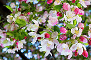 Spring Has Sprung Photograph by Denise Harty