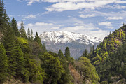 Spring In The Plumas National Forest Photograph by Frank Wilson