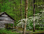 Spring in the woods Photograph by Izet Kapetanovic Spring in the woods Photograph by Izet Kapetanovic
