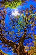 Spring Oak Photograph by Michael Tidwell