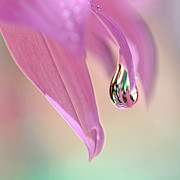 Spring Raindrop by Kaye Menner Photograph by Kaye Menner