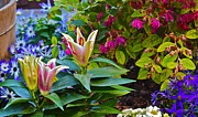 Spring Show 15 Lilies Photograph by Janis Senungetuk