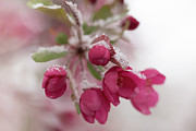 Spring Snow Photograph by Ana V Ramirez