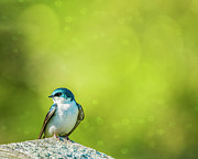 Spring Swallow Photograph by Cathy Kovarik