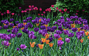 Spring Tulip Bed Photograph by Tamara Becker