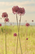 Springtime Along the Parkway Photograph by Rachel Morrison