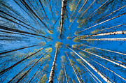 Springtime Photograph by Torbjorn Swenelius Springtime Photograph by Torbjorn Swenelius