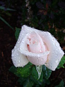 Sprinkled Pink Photograph by Anjel B Hartwell Sprinkled Pink Photograph by Anjel B Hartwell