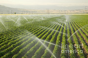 Sprinklers Irrigating A Potato Field Photograph by Inga Spence