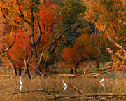 Squaw Creek Egrets Photograph by Steve Karol