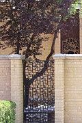 Squirrel and a Prayer Photograph by Colleen Cornelius
