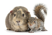 Squirrel and Guinea Photograph by Warren Photographic Squirrel and Guinea Photograph by Warren Photographic