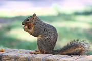 Squirrel Eating Crab Apple Photograph by Colleen Cornelius