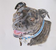 Staffy Drawing by Leonie Bell