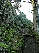 Stairway to Heaven 2 Photograph by Joe Lach