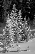 Standing Tall Photograph by Angela Moyer