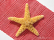 Starfish and Ribbon 4144 Photograph by Dan Beauvais
