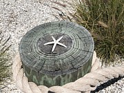 Starfish by the Sea Photograph by Carol Riddle