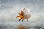 Starfish For Dinner Photograph by Cathy Kovarik