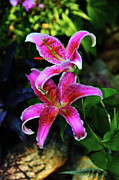Stargazer Lily Photograph by Allen Nice-Webb Stargazer Lily Photograph by Allen Nice-Webb
