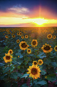 Staring Into The Sun Photograph by John De Bord