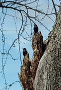 Starlings Times Two Photograph by Holden The Moment