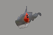 State bird of West Virginia Photograph by Dan Friend