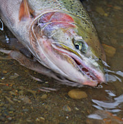 Steelhead 2 Photograph by Jason Brooks Steelhead 2 Photograph by Jason Brooks