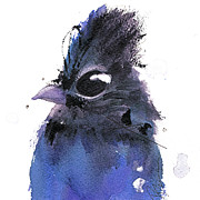 Steller Jay Painting by Dawn Derman