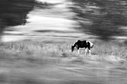 Still But In Motion Photograph by James Steele Still But In Motion Photograph by James Steele