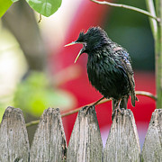 Still Squawking Photograph by Cathy Kovarik