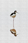 Stilt Rests On One Leg Photograph by Tom Janca
