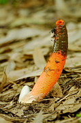 Stinkhorn Mushroom With Fly Photograph by Daniel Reed Stinkhorn Mushroom With Fly Photograph by Daniel Reed