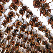 Stockfish at Lofoten Photograph by Francesco Riccardo Iacomino
