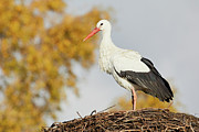 Stork on a nest, trees in the background Photograph by Nick Biemans